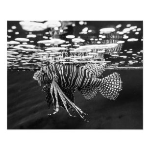 Lion Fish Photo Print