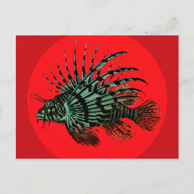 Lion fish Postcard (Front)