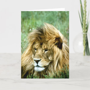 Lion greeting card