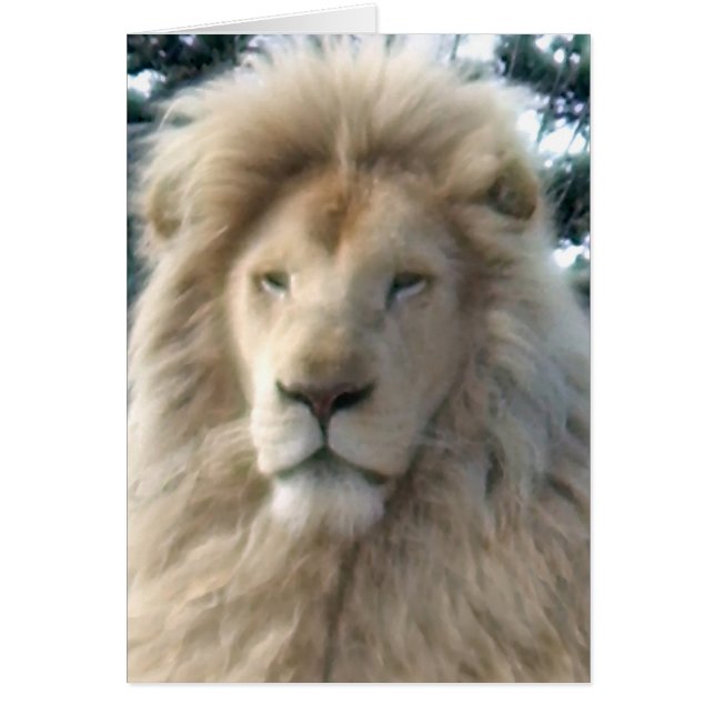 Lion Head greetings card (Front)