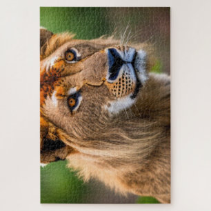 Lion Headshot Jigsaw Puzzle