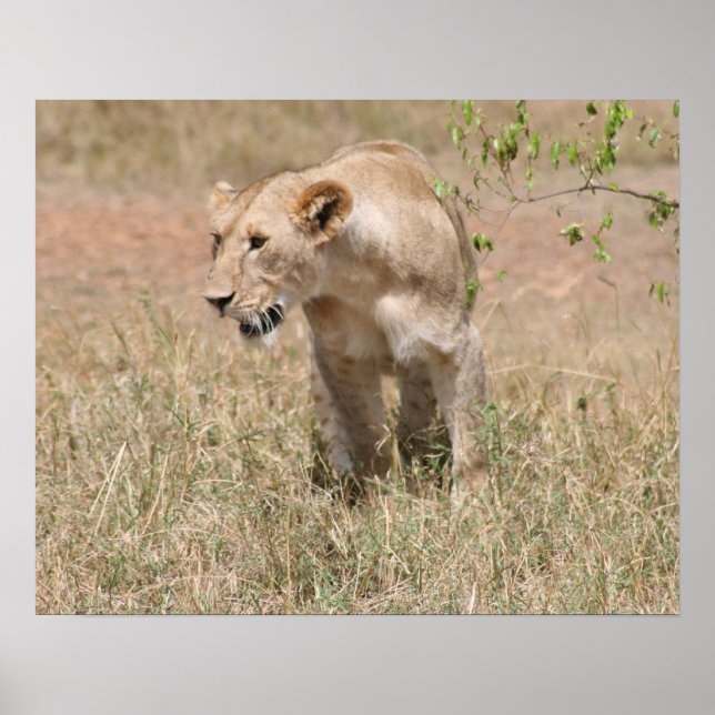 lion hunt poster (Front)