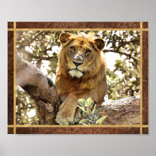 Lion in a Tree Photo Poster