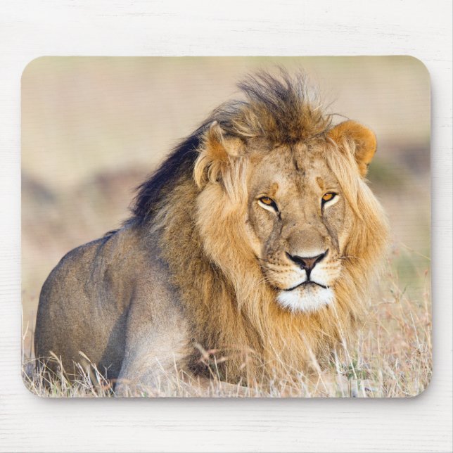 Lion in Africa wildlife Big Cat Mouse Pad (Front)