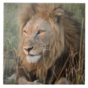 Lion In Natural African Setting Ceramic Tile