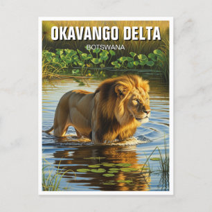Lion in Okavango Delta Botswana Postcard