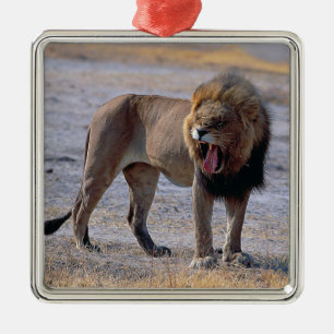 Lion in savanna metal ornament
