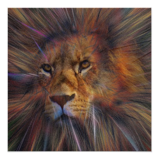Lion in the Gallery Glossy Poster (Front)