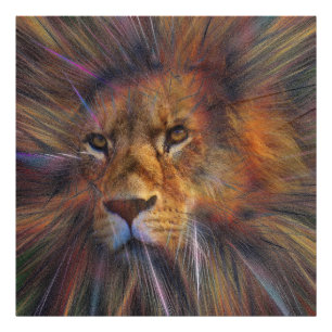 Lion in the Gallery Photo Enlargement