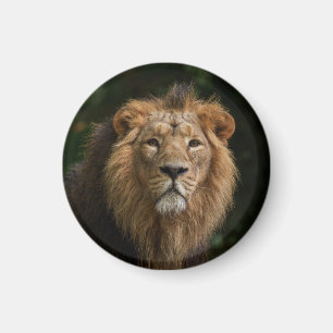 Lion in the Shadows Magnet