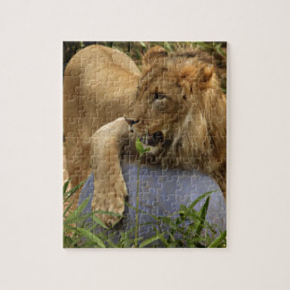 Lion Jigsaw Puzzle