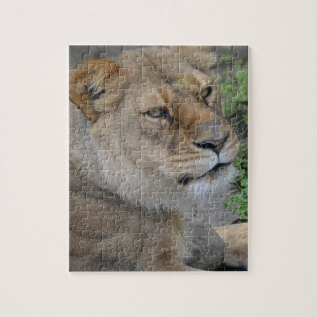 Lion Jigsaw Puzzle (Vertical)