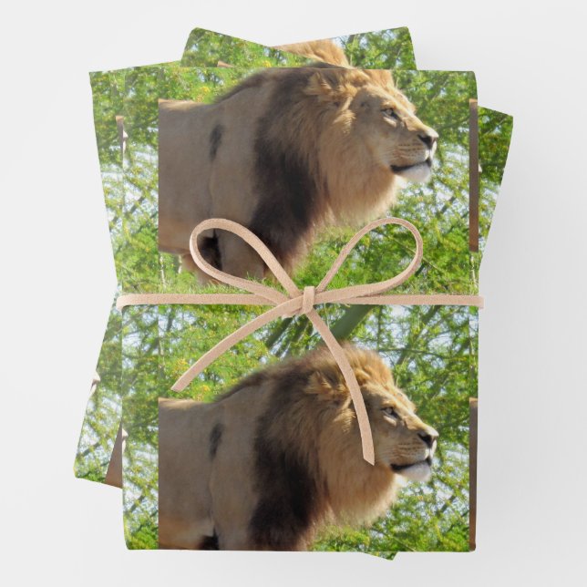 Lion - King of the Jungle  - All Occasion Wrapping Paper Sheet (In situ)