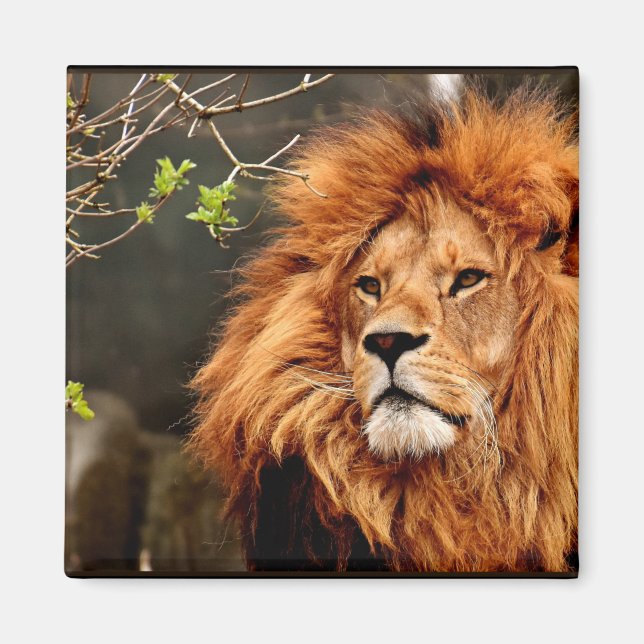 Lion, King of the Jungle Magnet (Front)