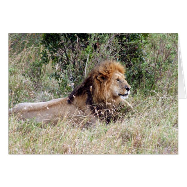 lion laze (Front Horizontal)