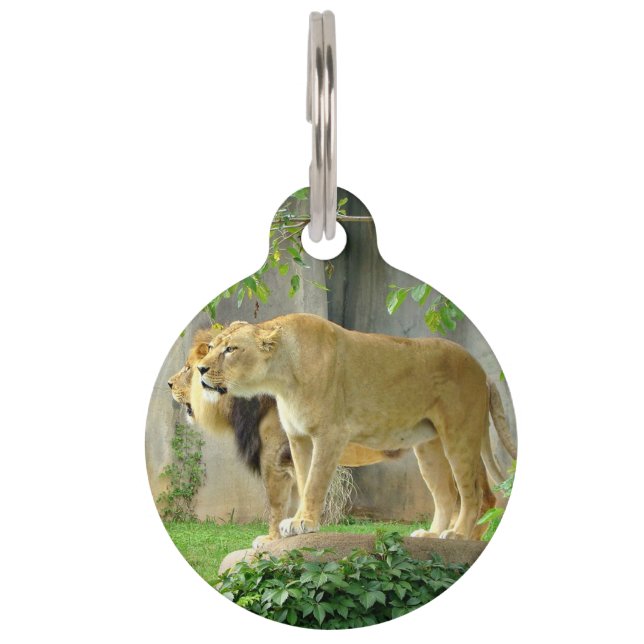 Lion Lioness Pet Tag (Front)