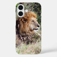 lion looks