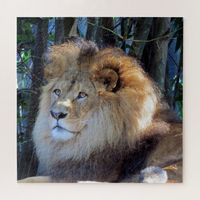 lion looks jigsaw puzzle (Horizontal)