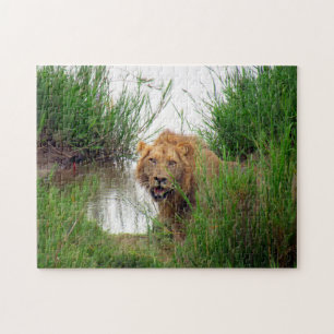 lion looks jigsaw puzzle