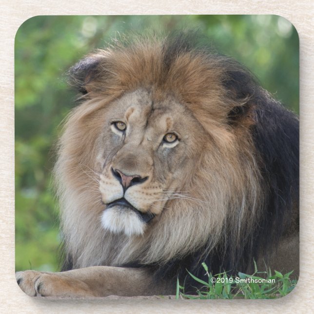 Lion Lounging in a Forest Coaster (Front)
