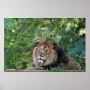 Lion Lounging in a Forest Poster