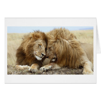 Lion Love