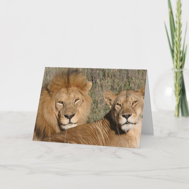 Lion Love - Card (Front)