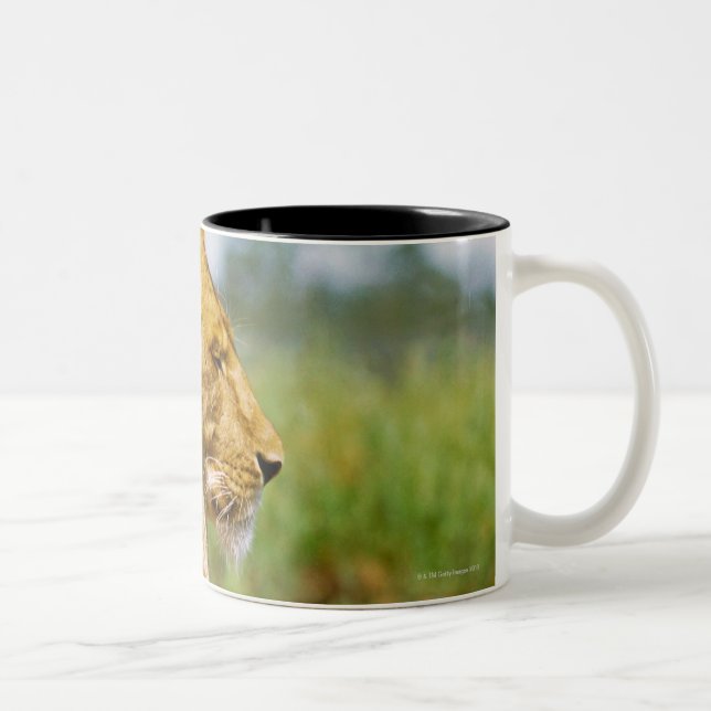 Lion lying on a rock Two-Tone coffee mug (Right)