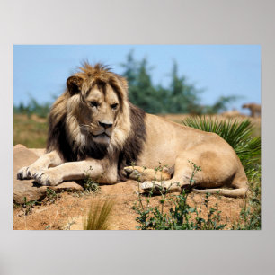 Lion lying on ground  poster
