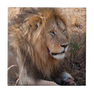 Lion Maasai Mara National Reserve, Kenya Ceramic Tile