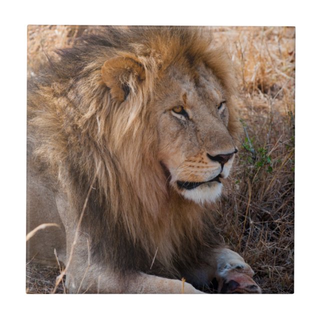 Lion Maasai Mara National Reserve, Kenya Ceramic Tile (Front)