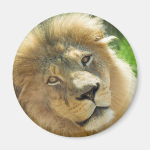Lion magnet