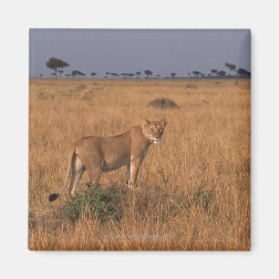 Lion Magnet