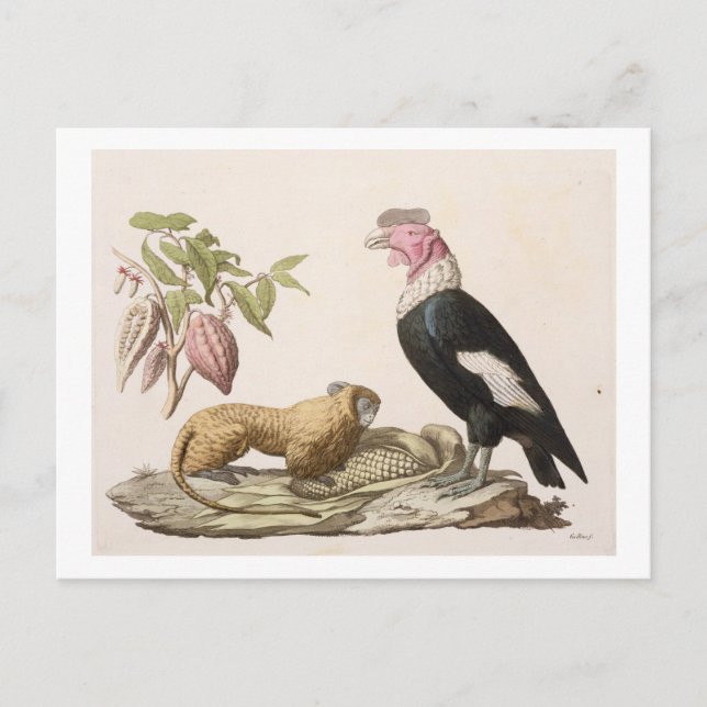 Lion monkey and condor, native to Chile or Ecuador Postcard (Front)
