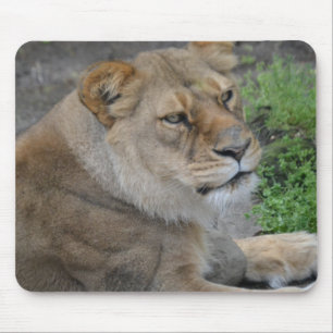 Lion Mouse Pad