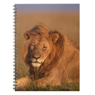 Lion Notebook