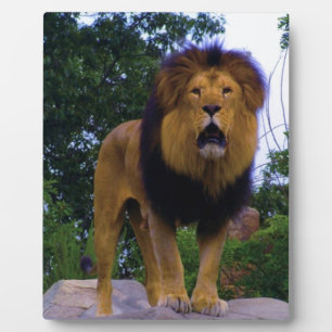 Lion on a Rock Plaque