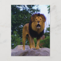 Lion on a Rock Postcard