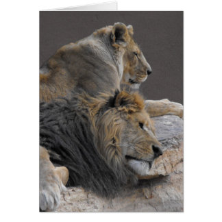 Lion pair