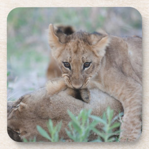 Lion (Panthera leo) cub biting mothers ear, Coaster