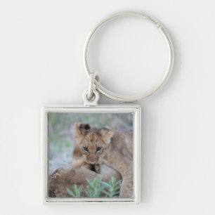 Lion (Panthera leo) cub biting mothers ear, Key Ring