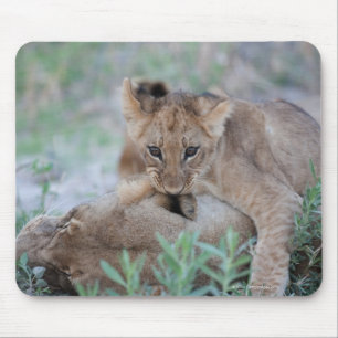 Lion (Panthera leo) cub biting mothers ear, Mouse Pad