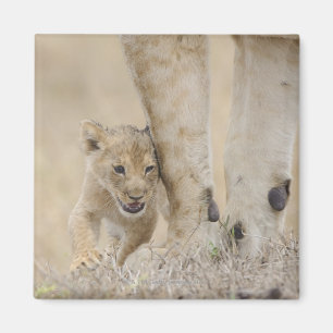 Lion (Panthera leo) cub playing by mothers feet, Magnet