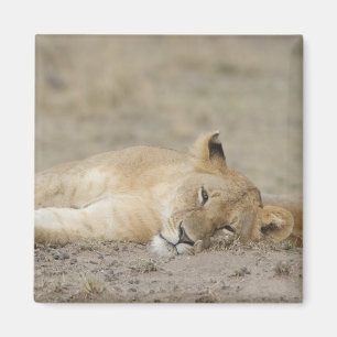 Lion (Panthera leo) cub resting, Masai Mara Game Magnet