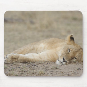 Lion (Panthera leo) cub resting, Masai Mara Game Mouse Pad
