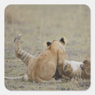 Lion (Panthera leo) cubs playing in grass, Masai Square Sticker