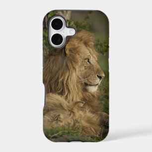 Lion, Panthera leo, Lower Mara, Masai Mara GR,
