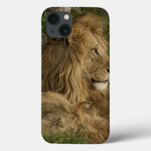 Lion, Panthera leo, Lower Mara, Masai Mara GR, iPhone 13 Case