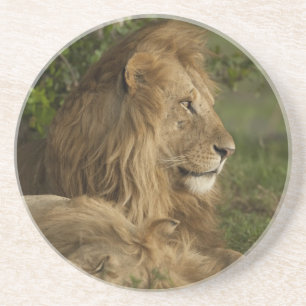 Lion, Panthera leo, Lower Mara, Masai Mara GR, Coaster