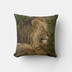 Lion, Panthera leo, Lower Mara, Masai Mara GR, Cushion
